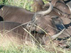 Africa Buffalos