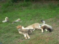 Cheetah mum and cubs