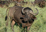 Mr Curious Africa Buffalo