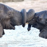 Elephants with trunks entwined in greeting